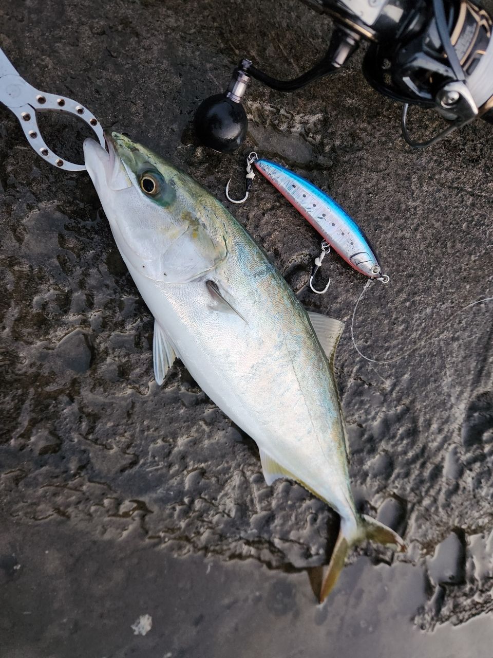 SHIMANO 20コルトスナイパー XR S100Mの最安値・インプレ・釣果 | 本音