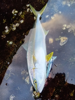 ヒラマサの釣果