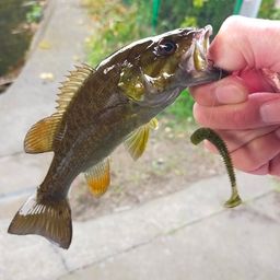 スモールマウスバス