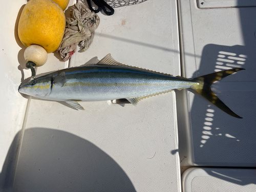 ツムブリの釣果