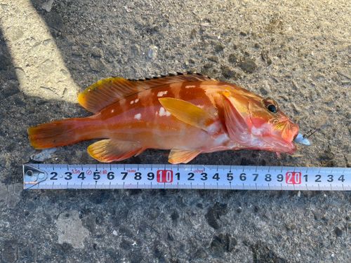 アカハタの釣果