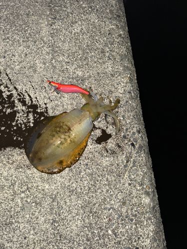 内浦湾（沼津）