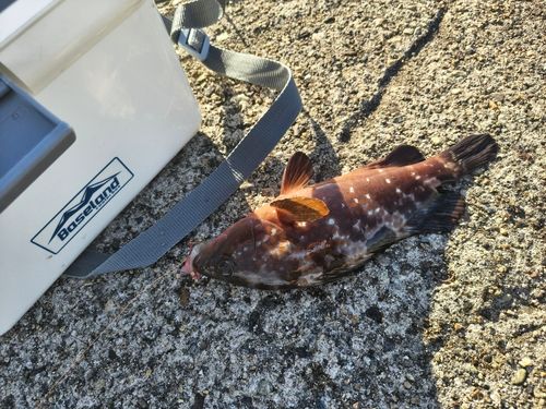 キジハタの釣果