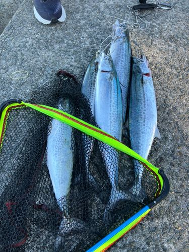 サゴシの釣果