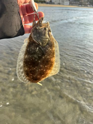 ヒラメの釣果