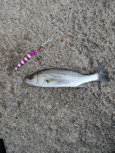 セイゴ（マルスズキ）の釣果