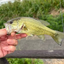 ラージマウスバス