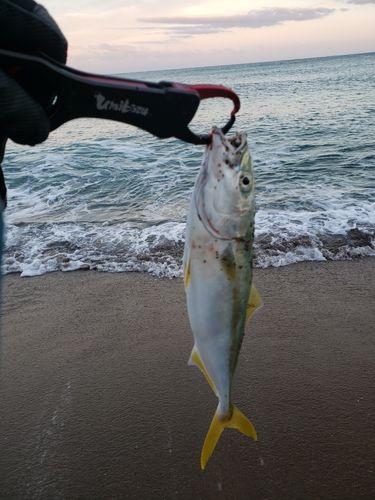 コゾクラの釣果