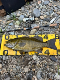 スモールマウスバスの釣果