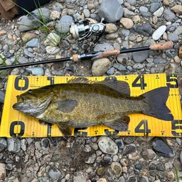 スモールマウスバス