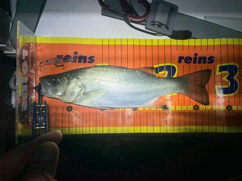 セイゴ（ヒラスズキ）の釣果