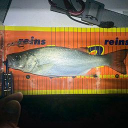 セイゴ（ヒラスズキ）