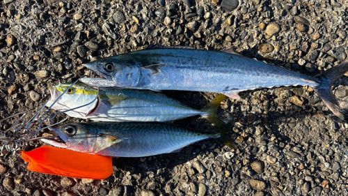 サゴシの釣果