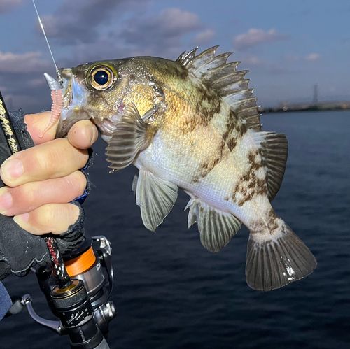 メバルの釣果