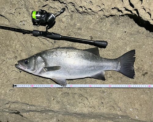 ヒラスズキの釣果
