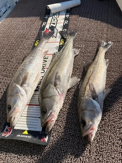 シーバスの釣果