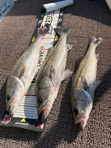 シーバスの釣果