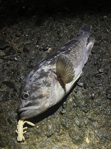 クロソイの釣果