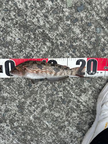 アイナメの釣果