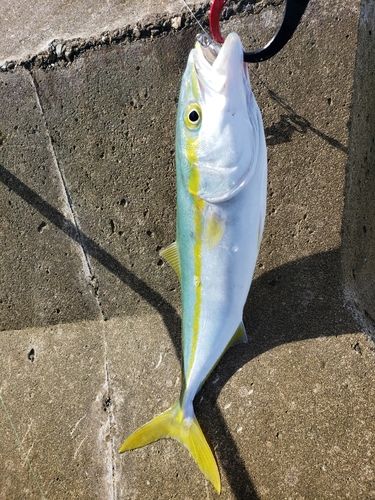 コゾクラの釣果