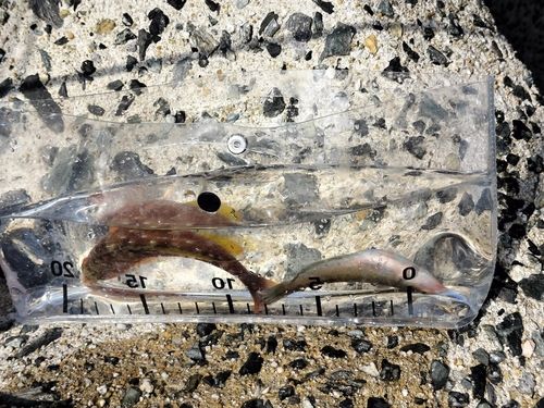 アカササノハベラの釣果