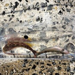 アカササノハベラ