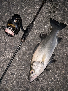 ヒラスズキの釣果