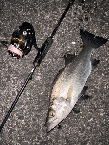 ヒラスズキの釣果