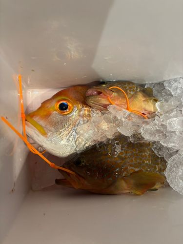 レンコダイの釣果