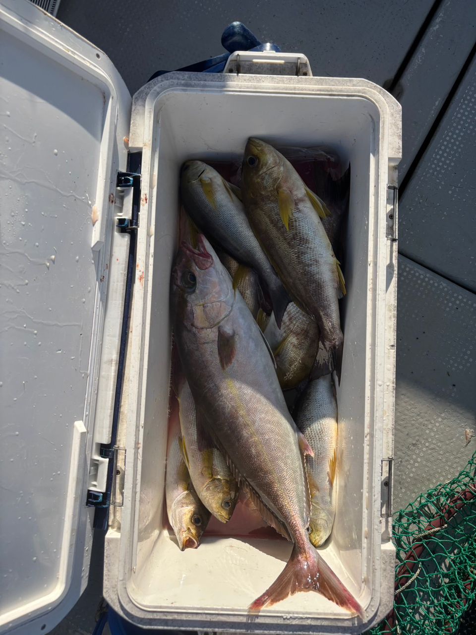 田畑良朗@なつき丸さんの釣果 3枚目の画像