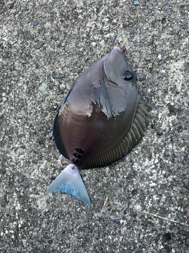 ニザダイの釣果