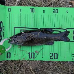 スモールマウスバス