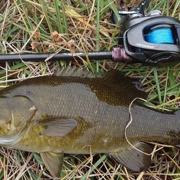 スモールマウスバス