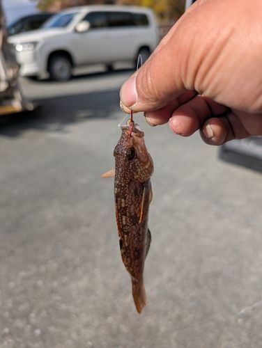 アイナメの釣果