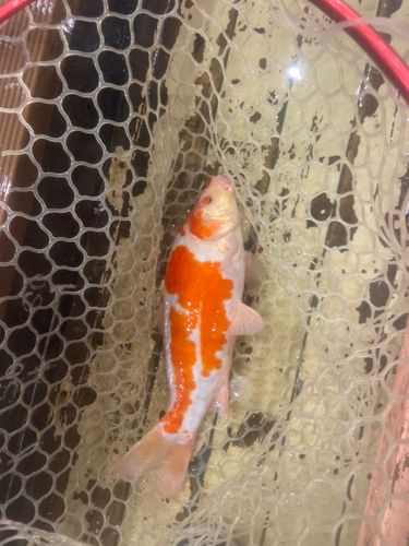 ドイツゴイの釣果