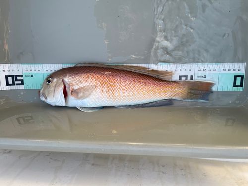 アカアマダイの釣果