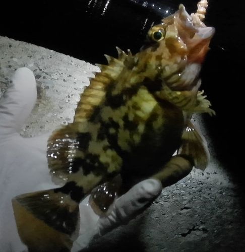 ムラソイの釣果