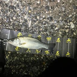 セイゴ（ヒラスズキ）