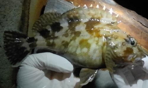 ムラソイの釣果