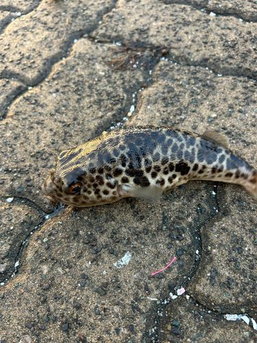 ヒガンフグの釣果