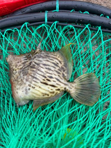 カワハギの釣果