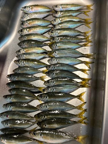 アジの釣果
