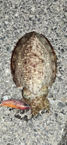 コウイカの釣果