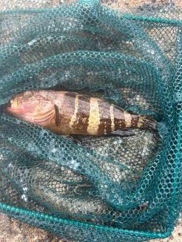 アオハタの釣果