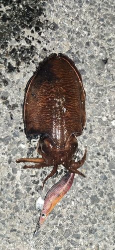 コウイカの釣果