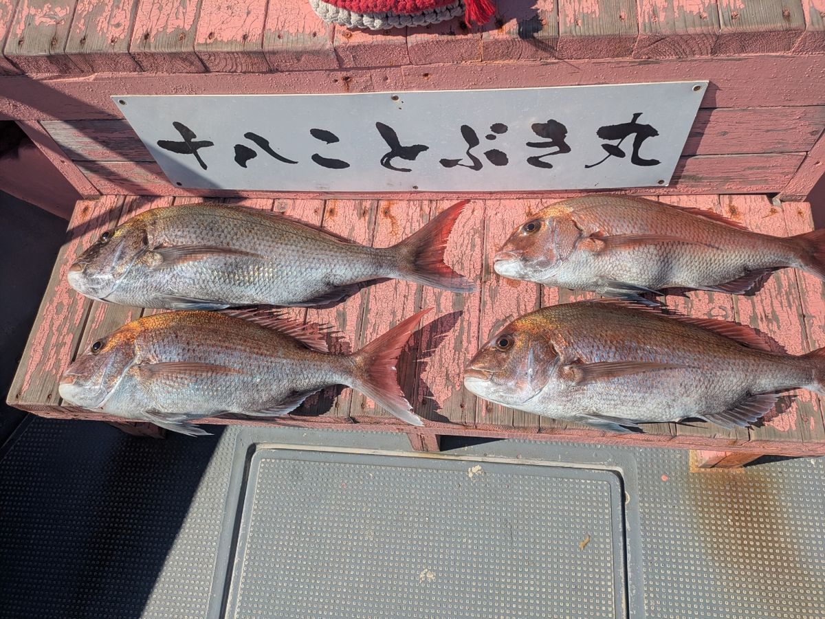 ぼ〜ちゃんFamily🎣さんの釣果 1枚目の画像