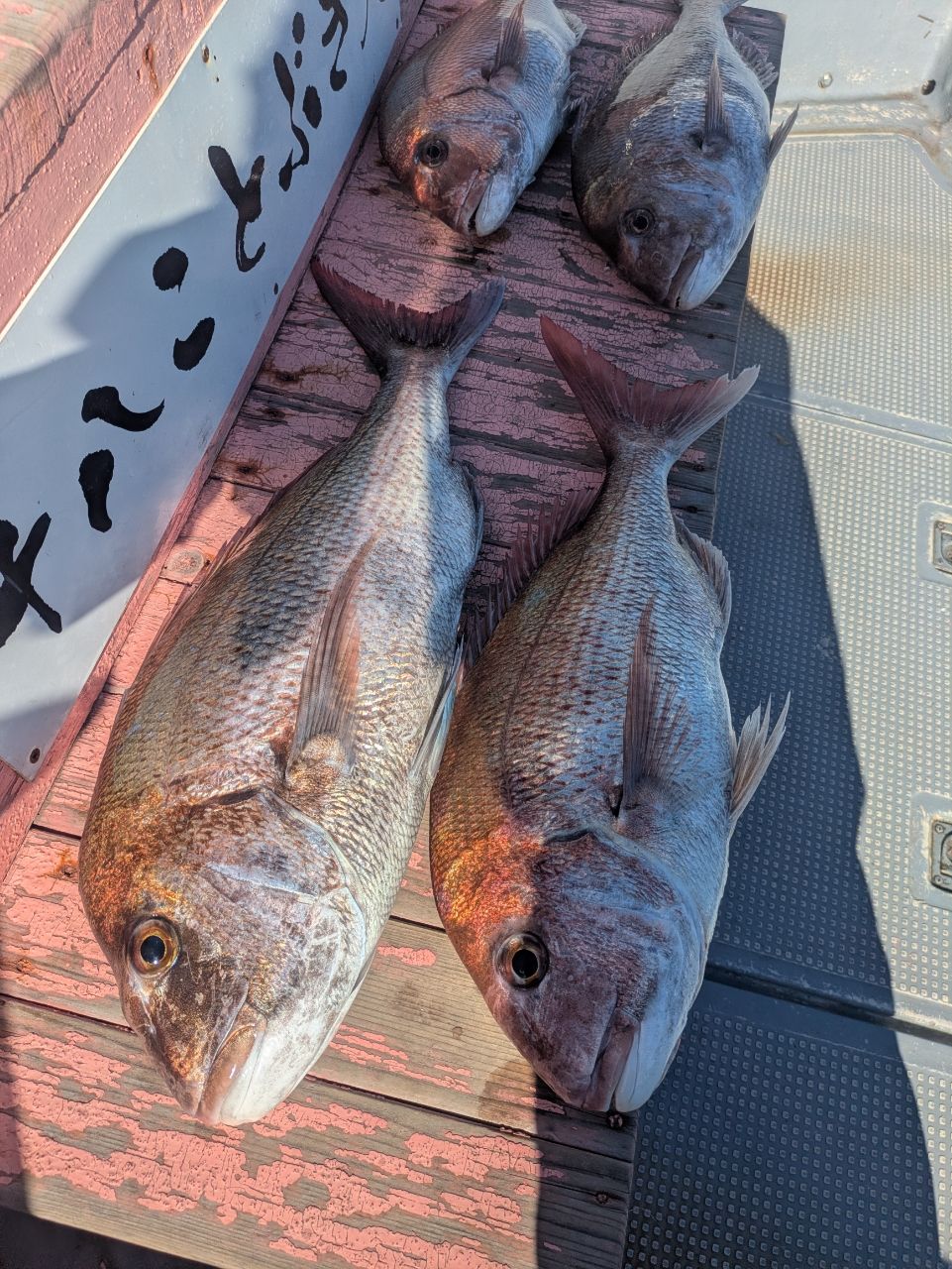 ぼ〜ちゃんFamily🎣さんの釣果 2枚目の画像