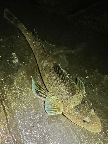 ワニゴチの釣果