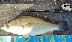 ブラックバスの釣果