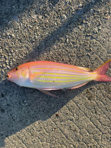 イトヨリダイの釣果